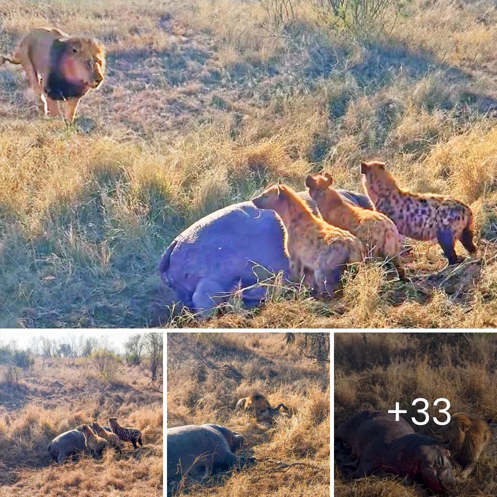 When You’re Hungry, You Don’t Think Too Much. This Brave Crocodile Tries to Steal Buffalo from Hungry Lioness and Her Cubs, Faces Dramatic Consequences