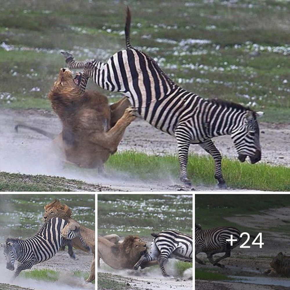 Lonely Hearts: Orphaned Zebra and Rhino Heal Together, Finding Comfort and Companionship in Each Other’s Embrace