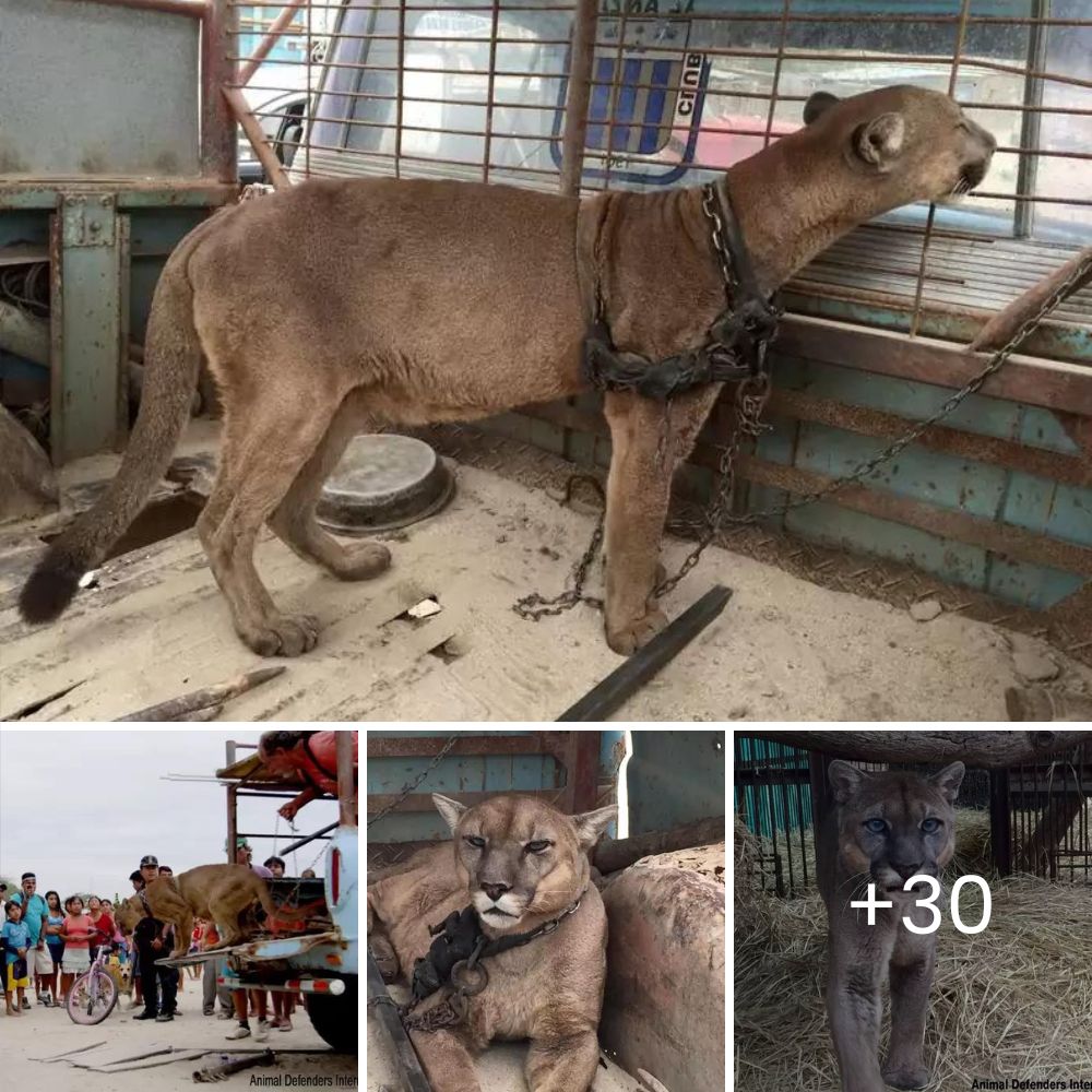 Pitbull anciana pasó 9 años bajo un contenedor, sus ojos llenos de lágrimas, esperando en vano a su amado dueño