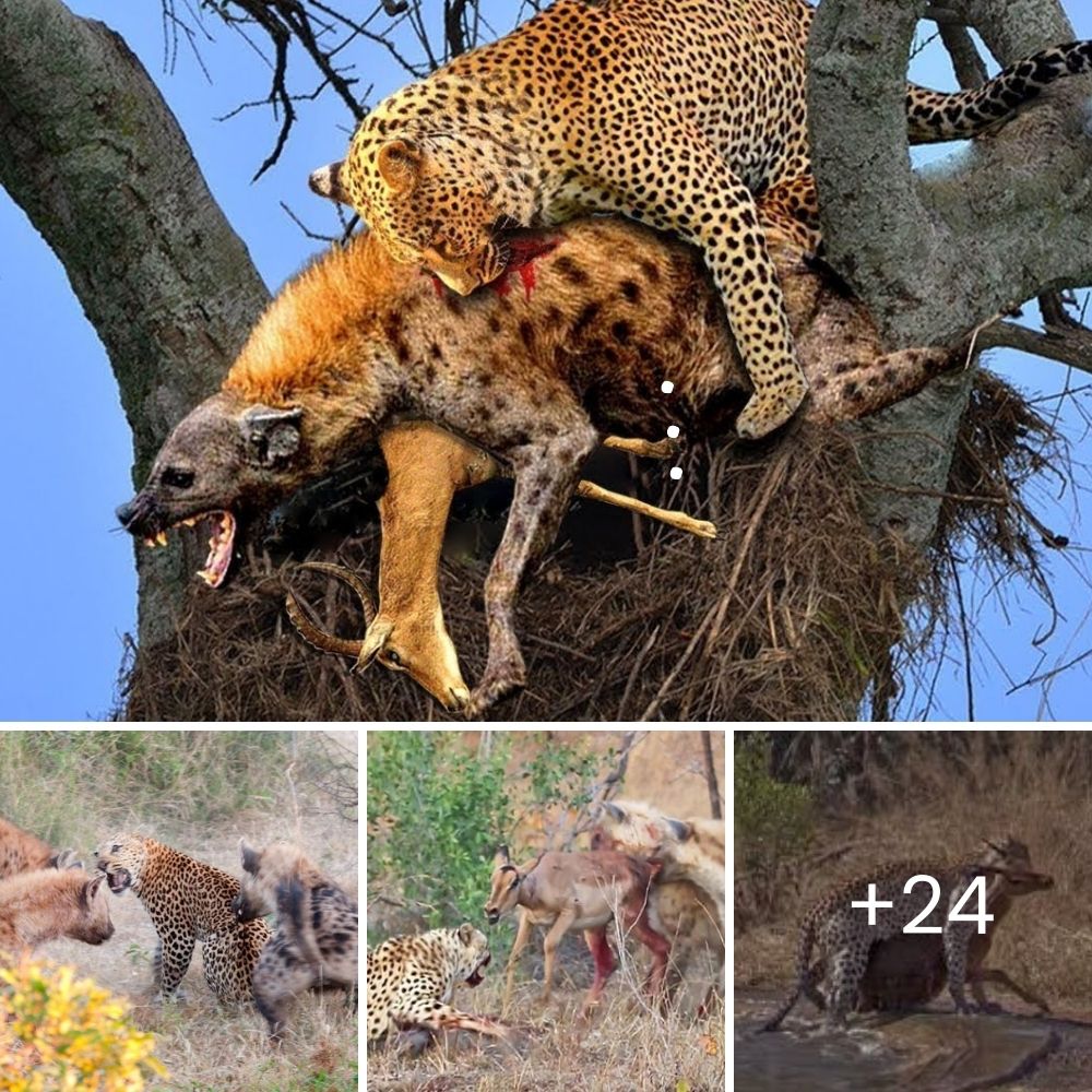 The Time Has Come. Loyal Old Dog Hangs On Just to Welcome His Baby Sister Before Saying a Heartbreaking Goodbye, Love Eternal