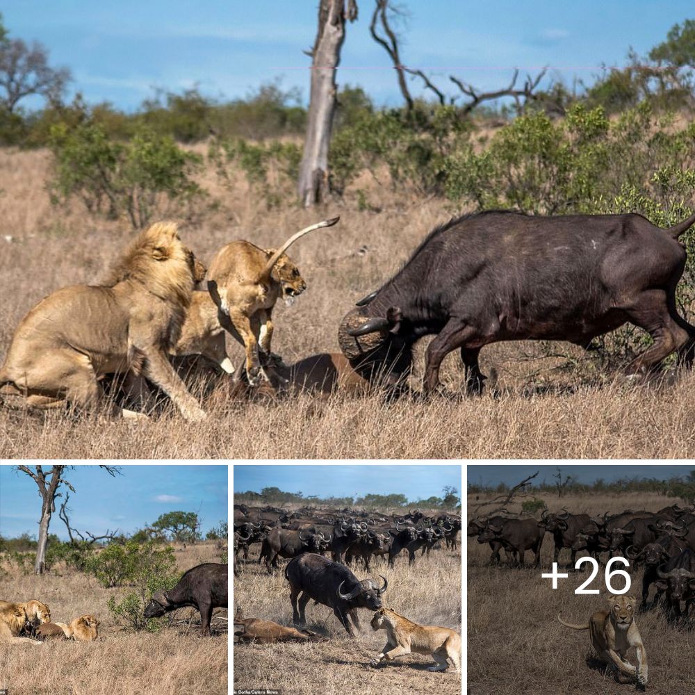 Rare and Unexplainable Scene, Bull Elephant Violently Impales a Baby Buffalo, Teaching a Harsh Lesson in a Heart-Stopping Collision