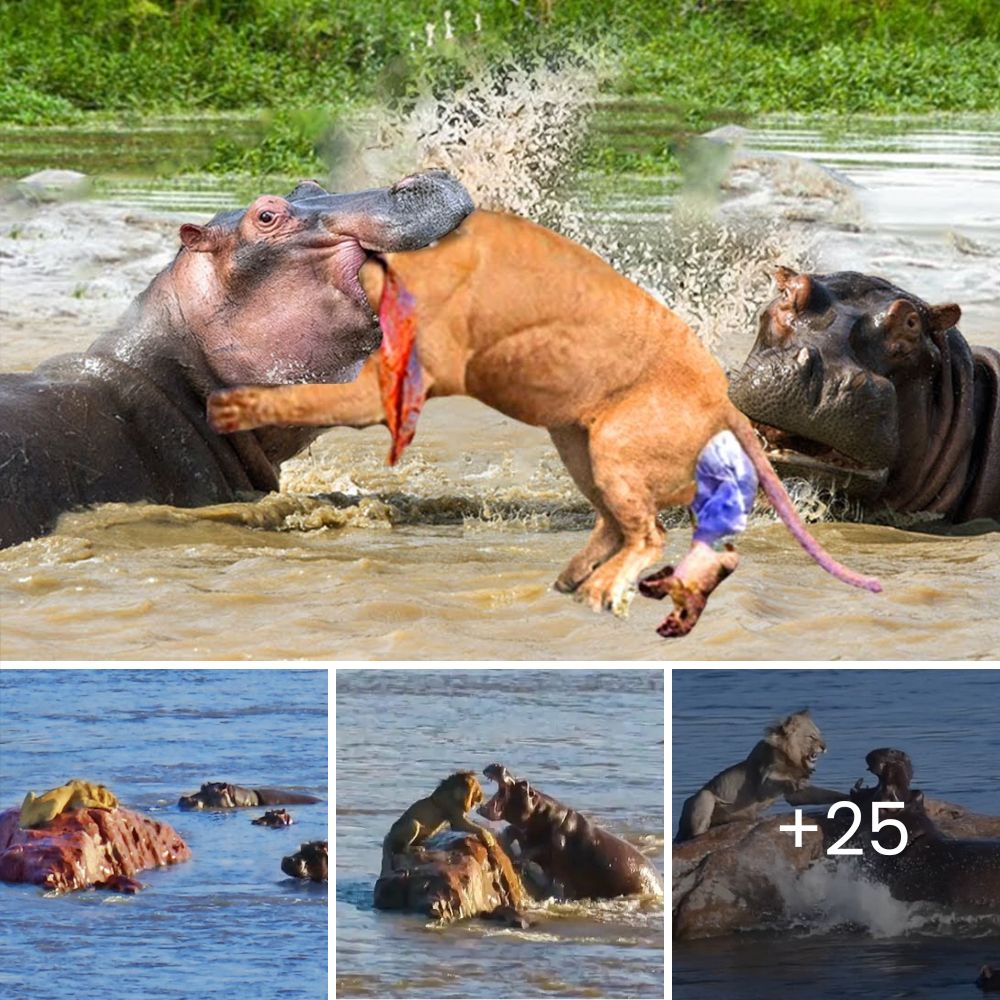 Touching Moment: Mare and Foal Run Desperately from High Tide, Only to Face a Tragic and Heartbreaking End