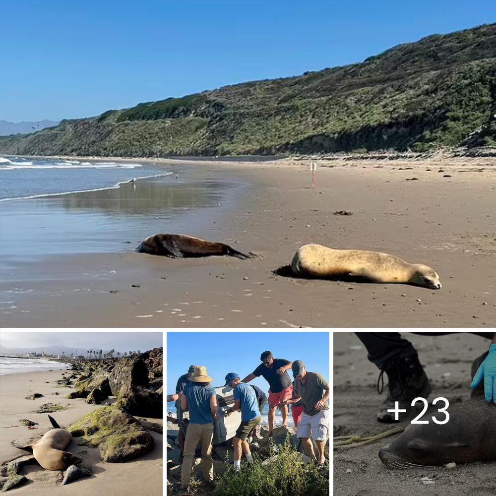 Touching Heroism: British Couple’s Kindness Shines as They Rescue a Stranded Giant Green Turtle in Oman