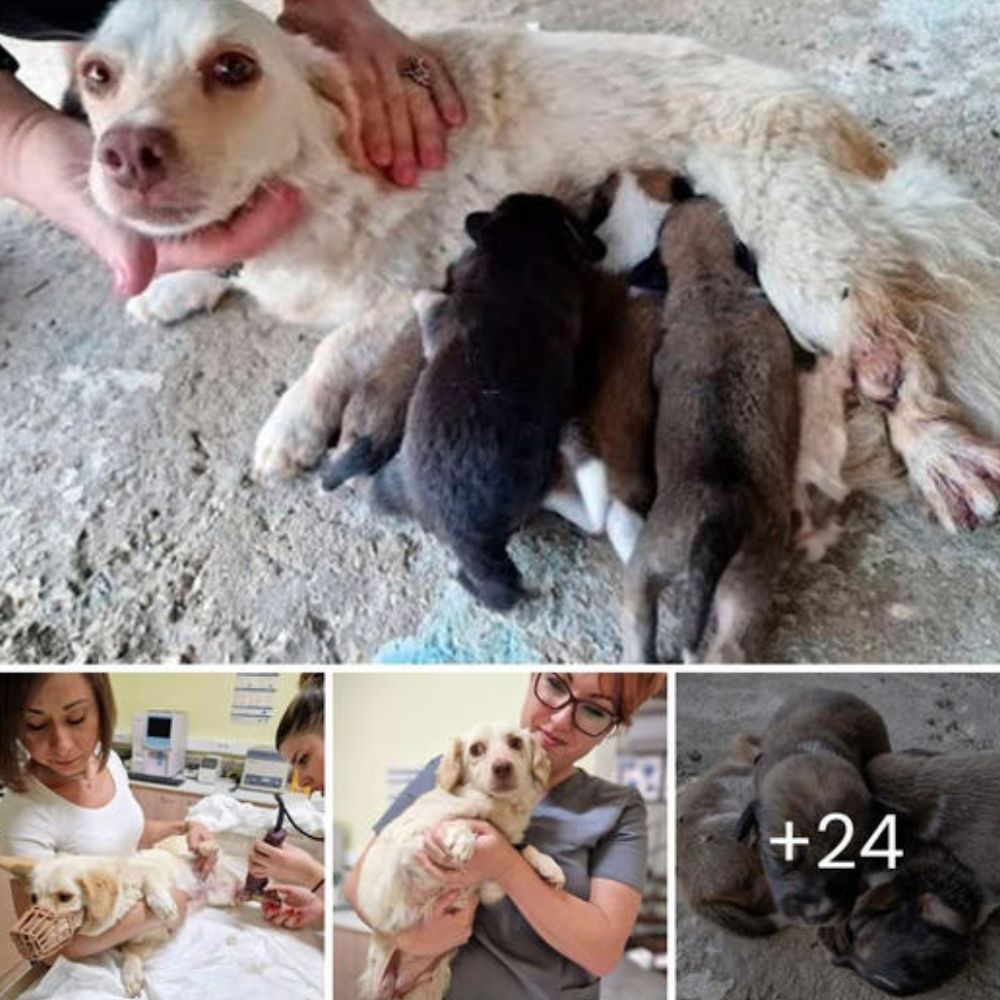 Puppy Fought for His Life After Being Thrown into a Huge Landfill Without Anyone Noticing: Amidst the trash and oblivion, a little warrior clung to life with all his might.