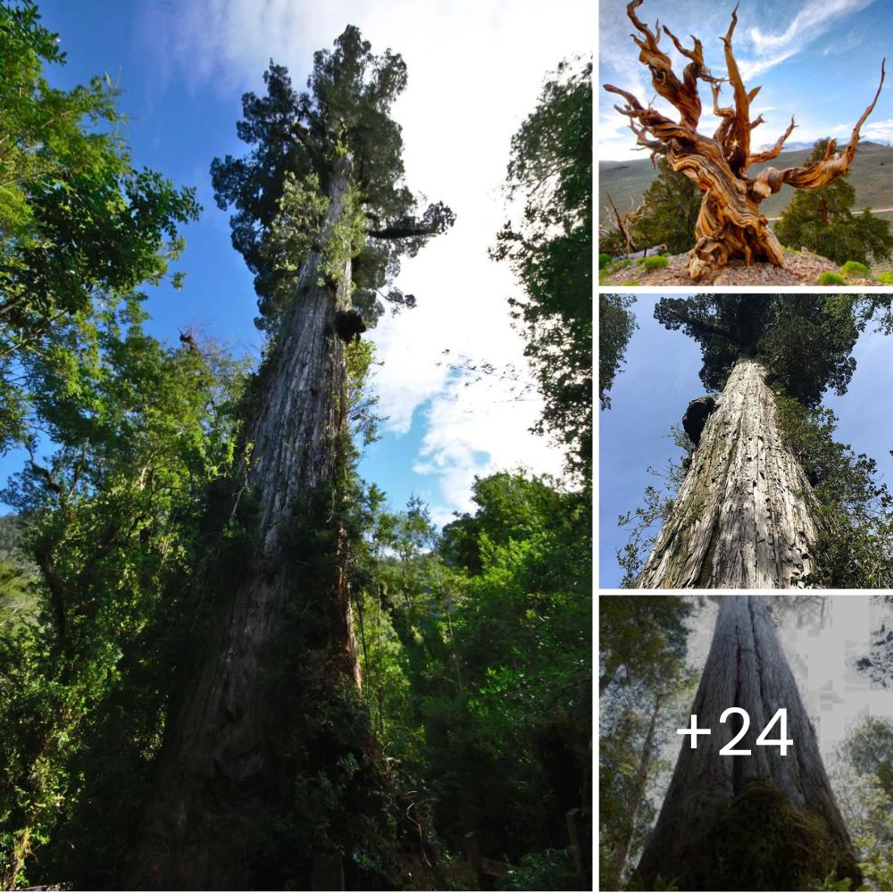 “It’s ok, my friend!” – Girl Rescues Dying Dog and Shares a Heartfelt Goodbye as He Gently Indicates It’s Time to Let Go