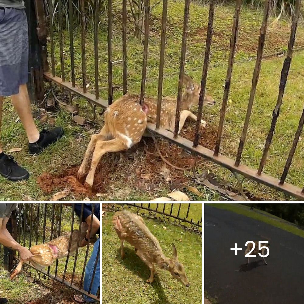 Helpless Fox Found with Head Stuck in Wheel, Rescuers Bring Hope and Freedom to the Struggling Animal