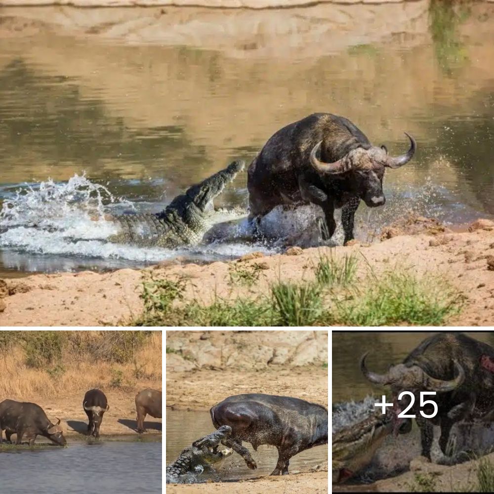 Incredible Photos Capture Deadly Jackal Snagging Breakfast After Stealthily Hunting Birds at a Waterhole