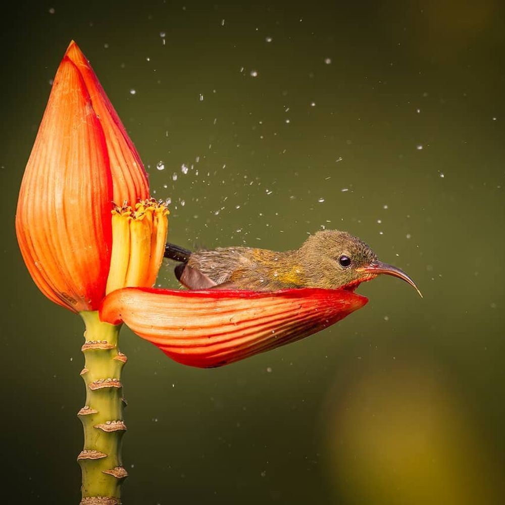 Emotional Reunion: Orphaned Dog Cries With Joy Upon Seeing His Adoptive Mother, A Cow, Again