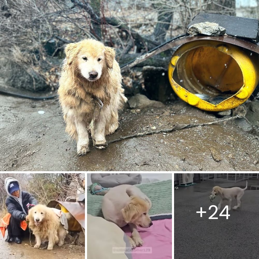 Blind and Weak, a Courageous Mother Dog Fights to Protect and Care for Her Puppies in an Abandoned Forest
