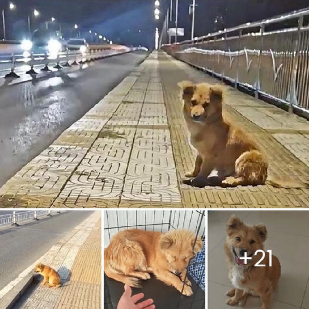 Veteran Tried Selling His Car to Reunite with His Dogs, but a Kind Woman’s Gesture Brought Him to Tears