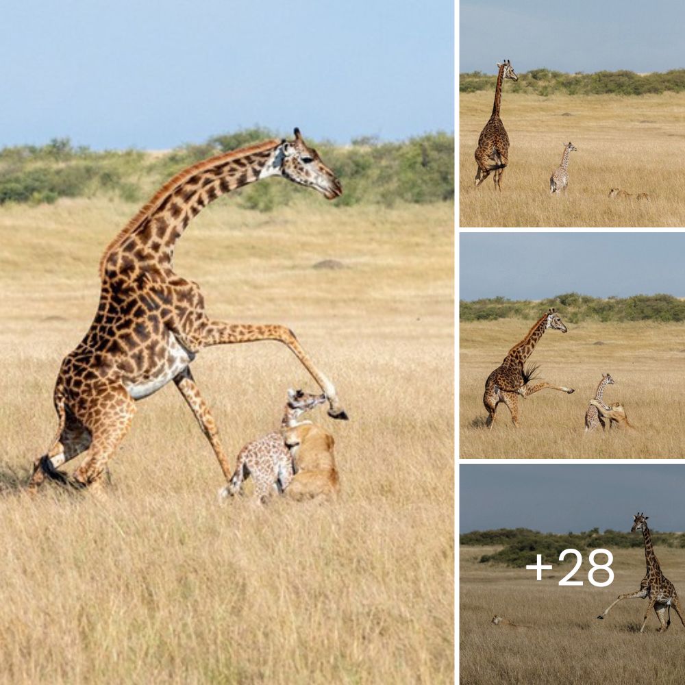 In a Savage Display of Power, a Ravenous Crocodile Dives into a Giraffe’s Belly, Claiming Its Gruesome Feast