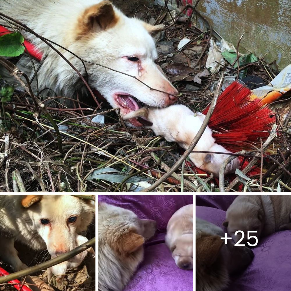 Unbreakable bond: Brave mother dog rescues 10-day-old puppies and risks her life running through flames to safety