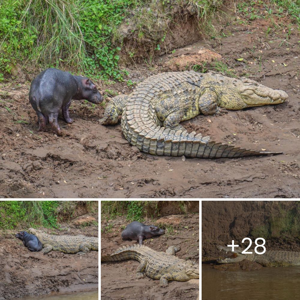 Her rescuer bravely responds to the man who threw her out of the window and left her immobilized