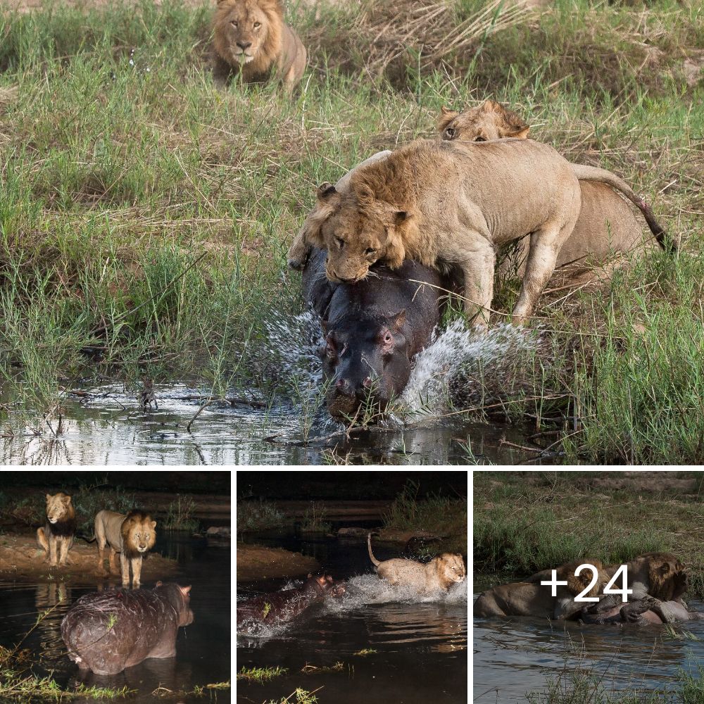 Death of a Hunter: Starving Lioness Overpowered by Elephant Calf, Found Dead the Next Day After Failed Attack