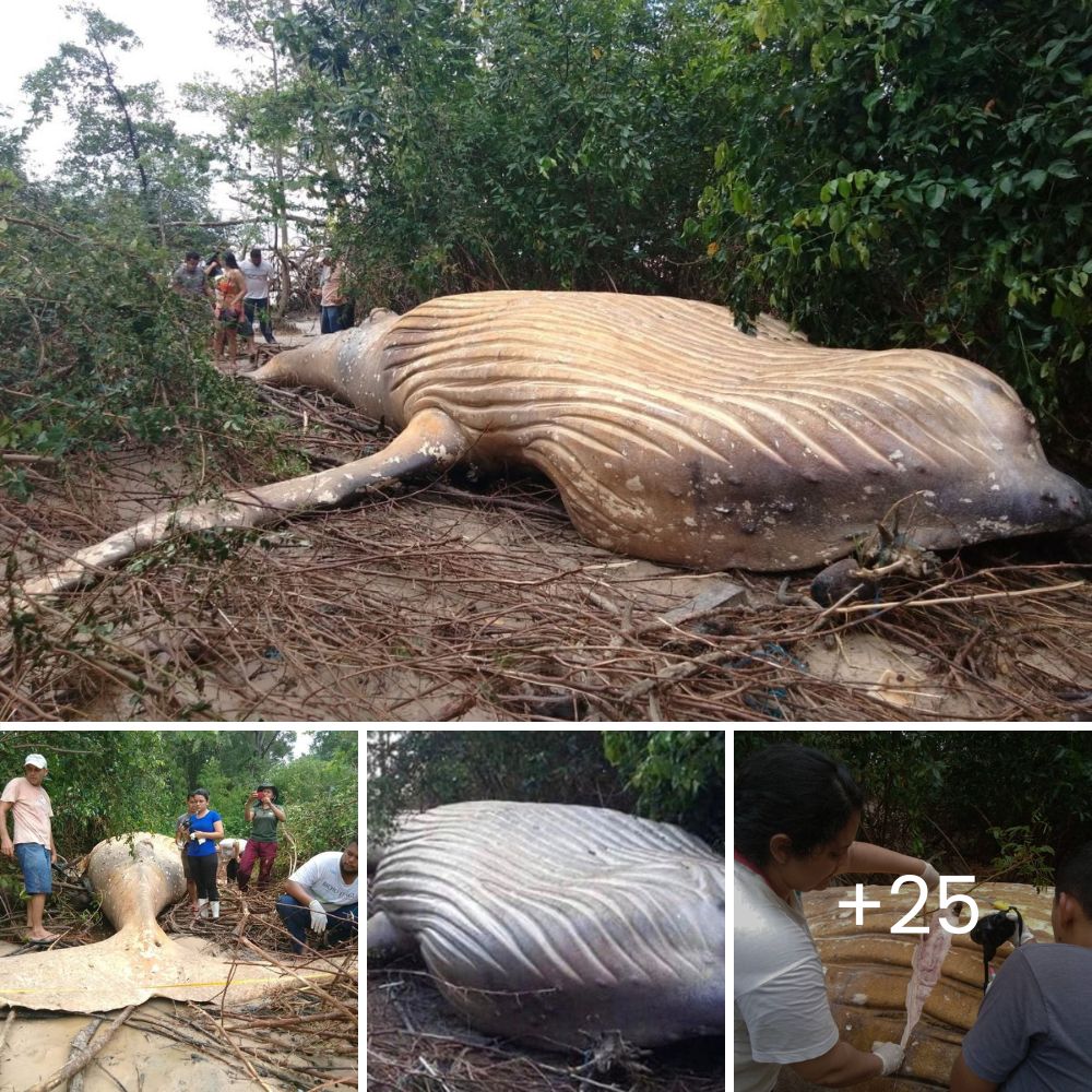 “Please Stop!” – Enduring Burning Heat and Chains, Elephants Suffer Daily in Thailand—The Heartbreaking Reality Behind Elephant Tourism