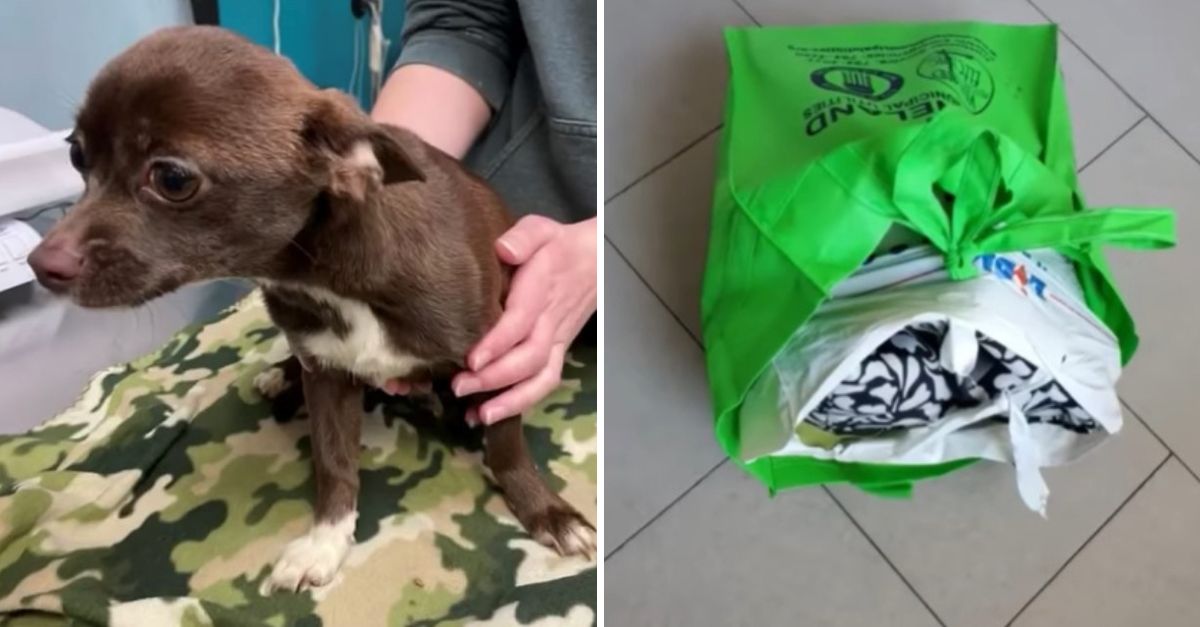 Chihuahua Tirada en una Bolsa de Basura es Rescatada y Encuentra el Amor de una Nueva Familia