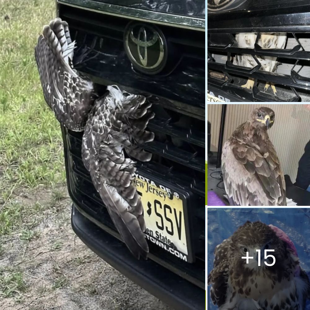 “What is in my car?” – Bobcat Miraculously Survives 50-Mile Journey Trapped in Car Grill; Rescuers Free the Courageous Animal in Heartwarming Rescue