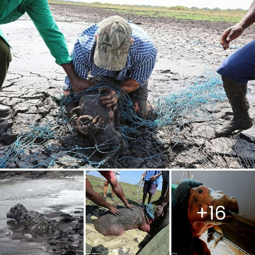 Heartwarming Rescue: Cute Baby Hippo Freed from Days-Long Struggle in Thick Mud Pool, Escaping Certain Death