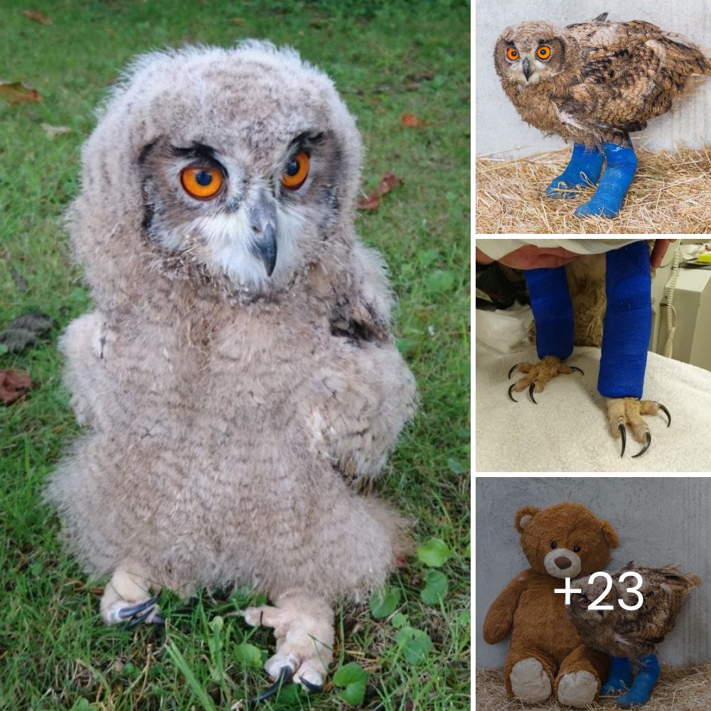 Hairless and Gravely Ill, He Curled Up Alone in a Corner, Defeated and Ashamed, Waiting for a Miracle