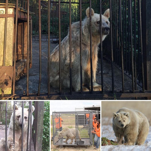 Free at Last: After 30 Years of сгᴜeɩ Captivity in a Circus, Fifi the Bear Finally Experiences the Peace of Her First Hibernation