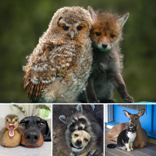 Angels are everywhere! The most beautiful friendships in the animal world will melt your heart in a way that humans can’t explain