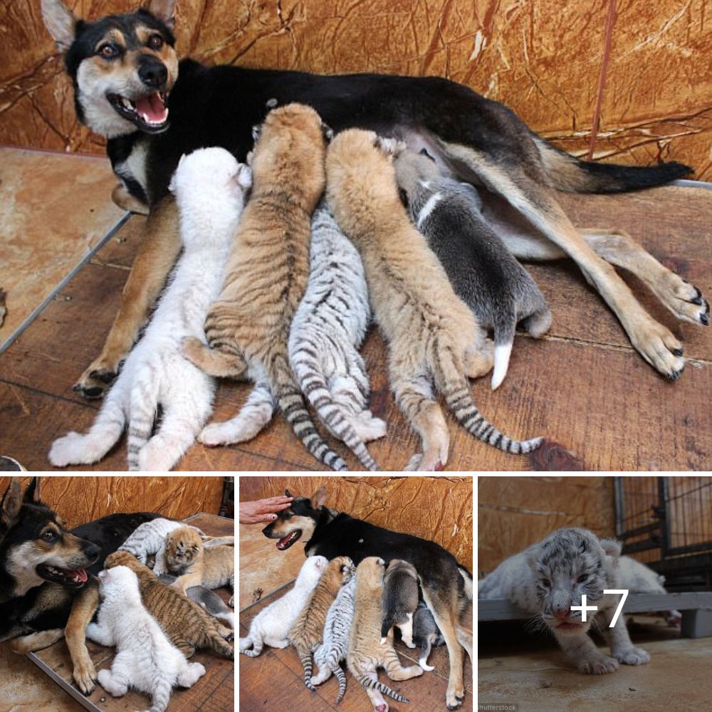 What an adorable moment! Despite their differences, the mother dog