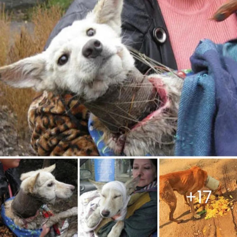 Perrito con Enorme Tumor que Le Impedía Caminar es Salvado Justo Antes de que Lo Durmieran para Siempre