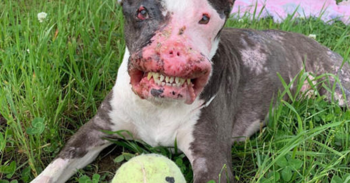 Compassionate Woman Stops Car to Take in Stray Dog Chasing Her, Offering New Life