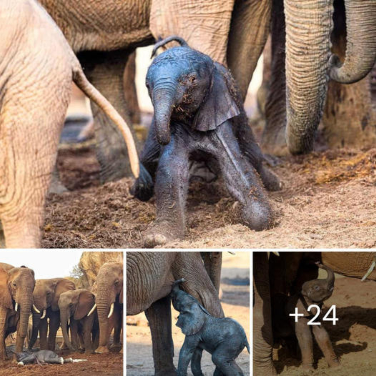 From despair to joy: hairless, depressed dogs’ best friends transform into radiant companions, and their bond heals their wounds together