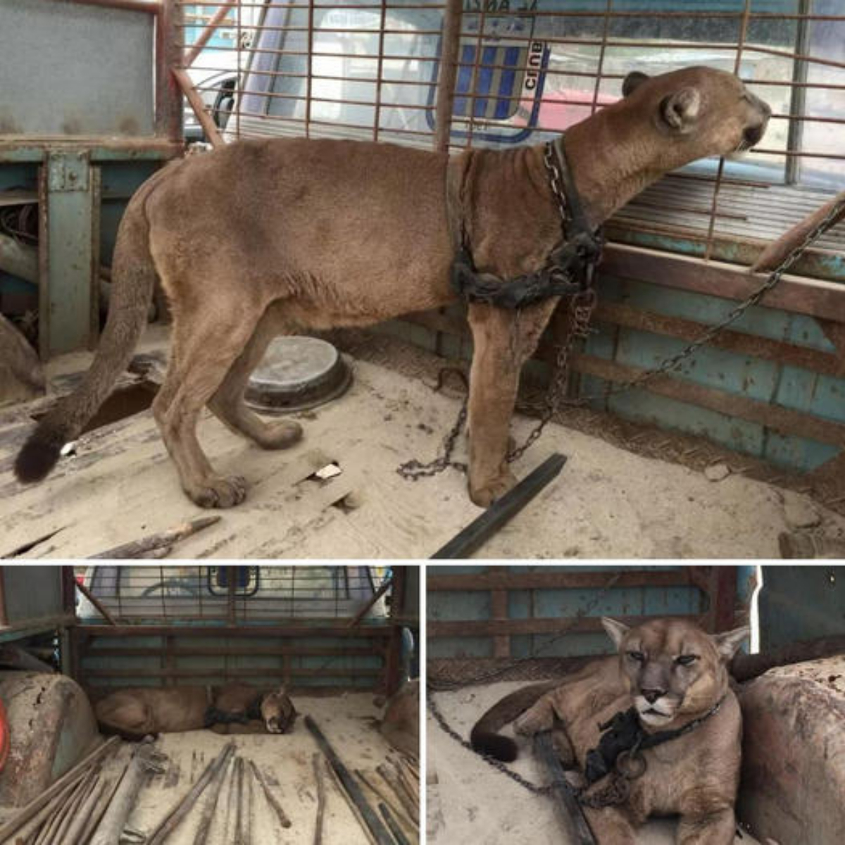 Amazing Turnaround: Abandoned Elderly Dog Finds Love and a Forever Home Just When All Hope Seemed Lost