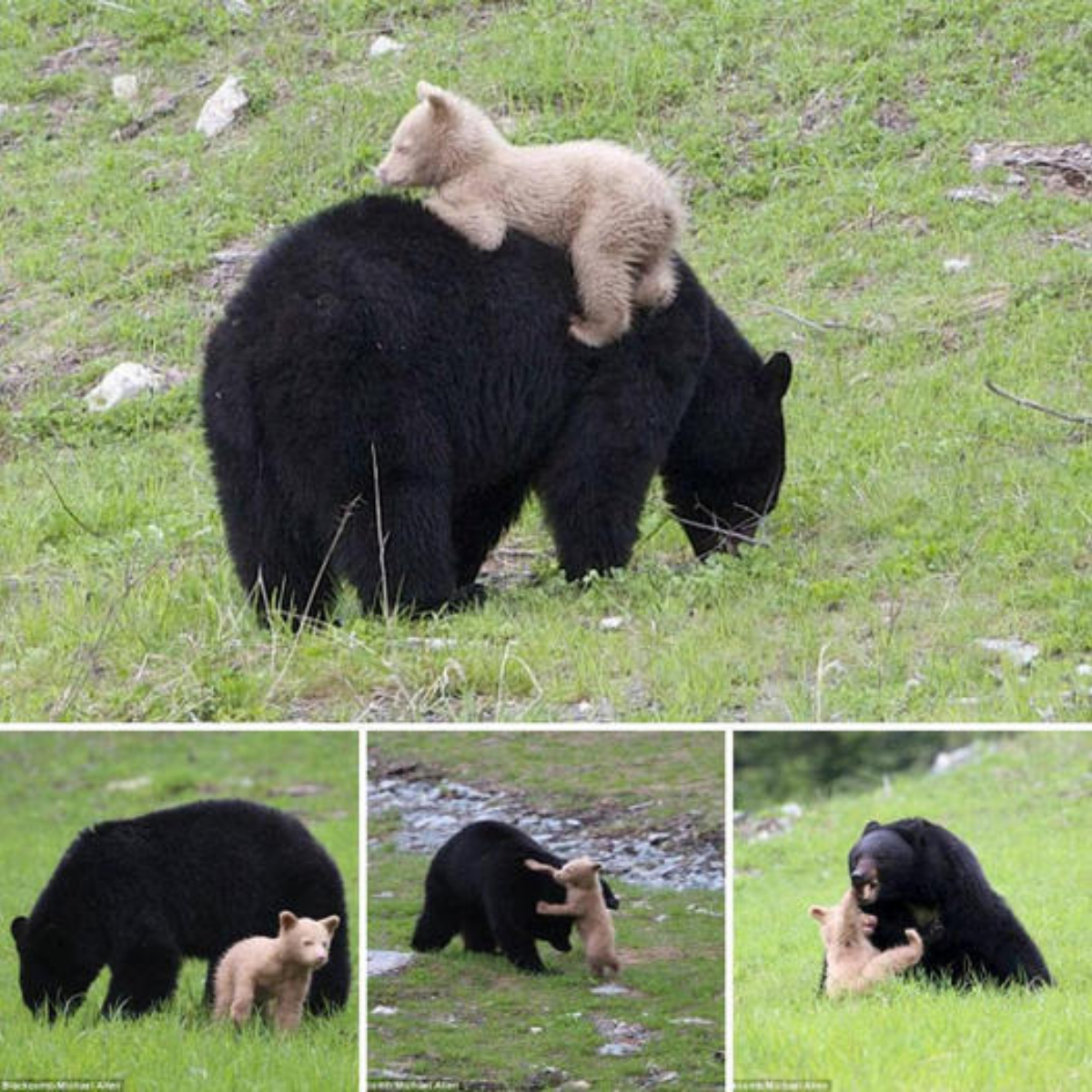 The rare story of a bear cub with completely white fur playing with its black bear mother makes scientists worried.