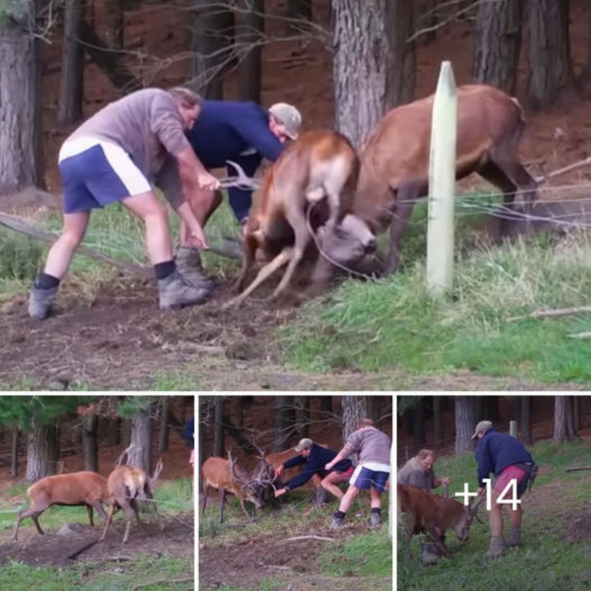 They adopt a blind pitbull to comfort their cat; together they cross the rainbow, leaving a legacy of love.