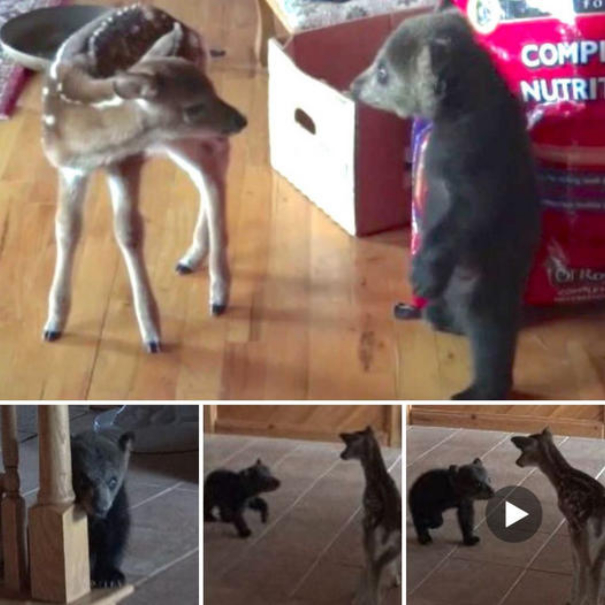 “Can I make friend with you?” – Rescued Baby Bear Boog Melts Hearts as He Adorably Befriends a Fawn for the First Time