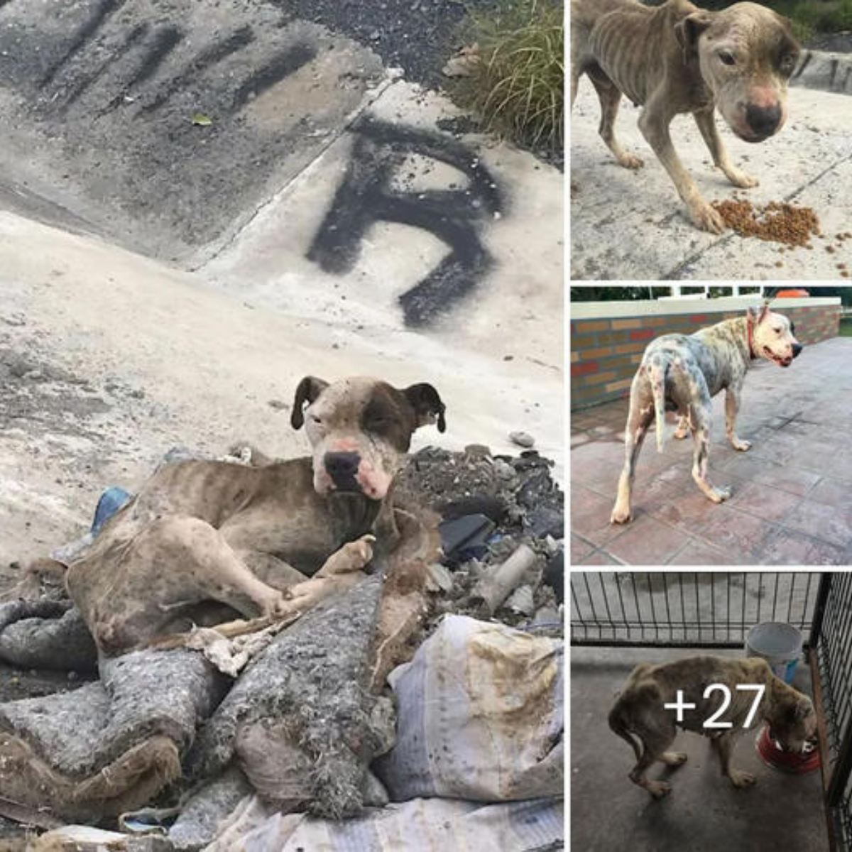 A cute puppy encourages his injured brother with head nods, begging him to hold on a little longer