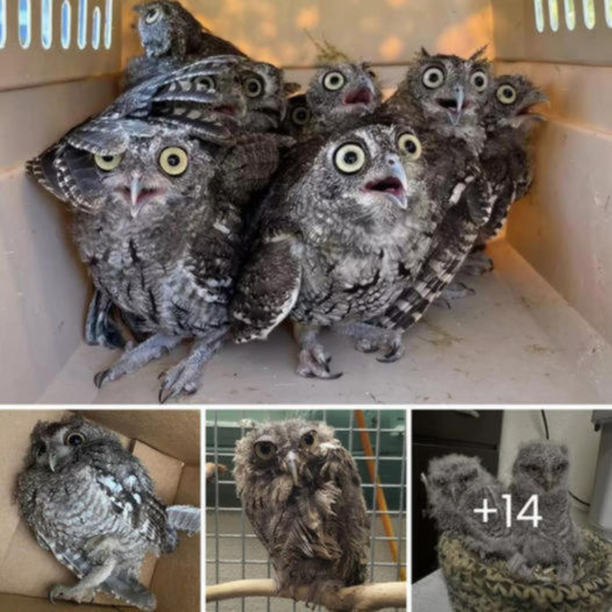 A Puppy with Hair Growing from His Eye Was Saved from Euthanasia When a Guardian Angel Stepped In