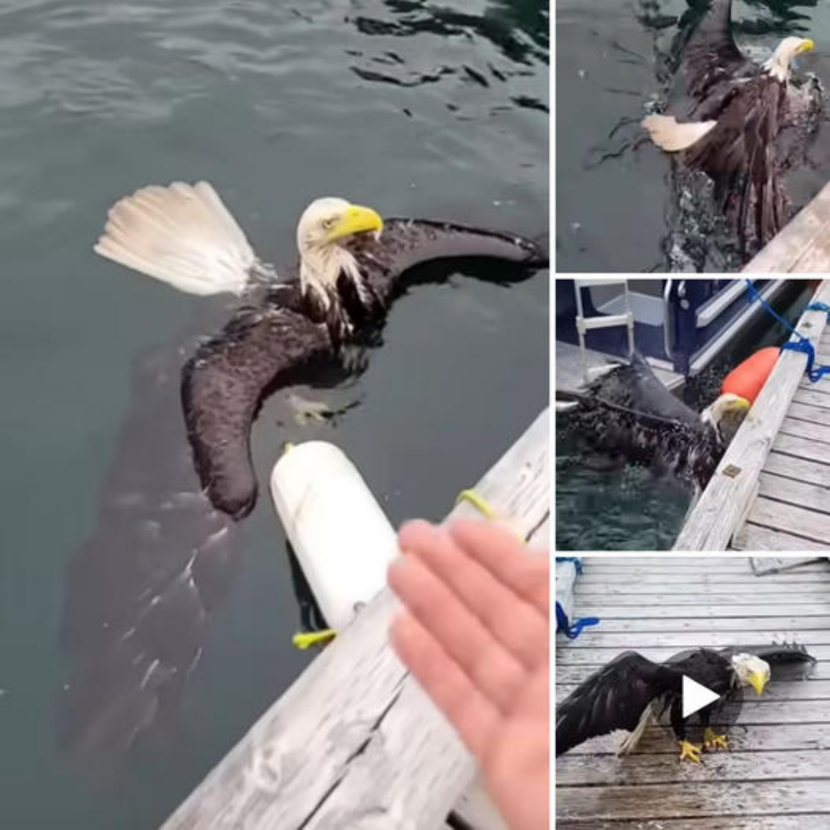 A Moment of Compassion “Give me your hand” – Man Rescues Struggling Bald Eagle from Water, Gently Asks, ‘You Okay, Brother?’