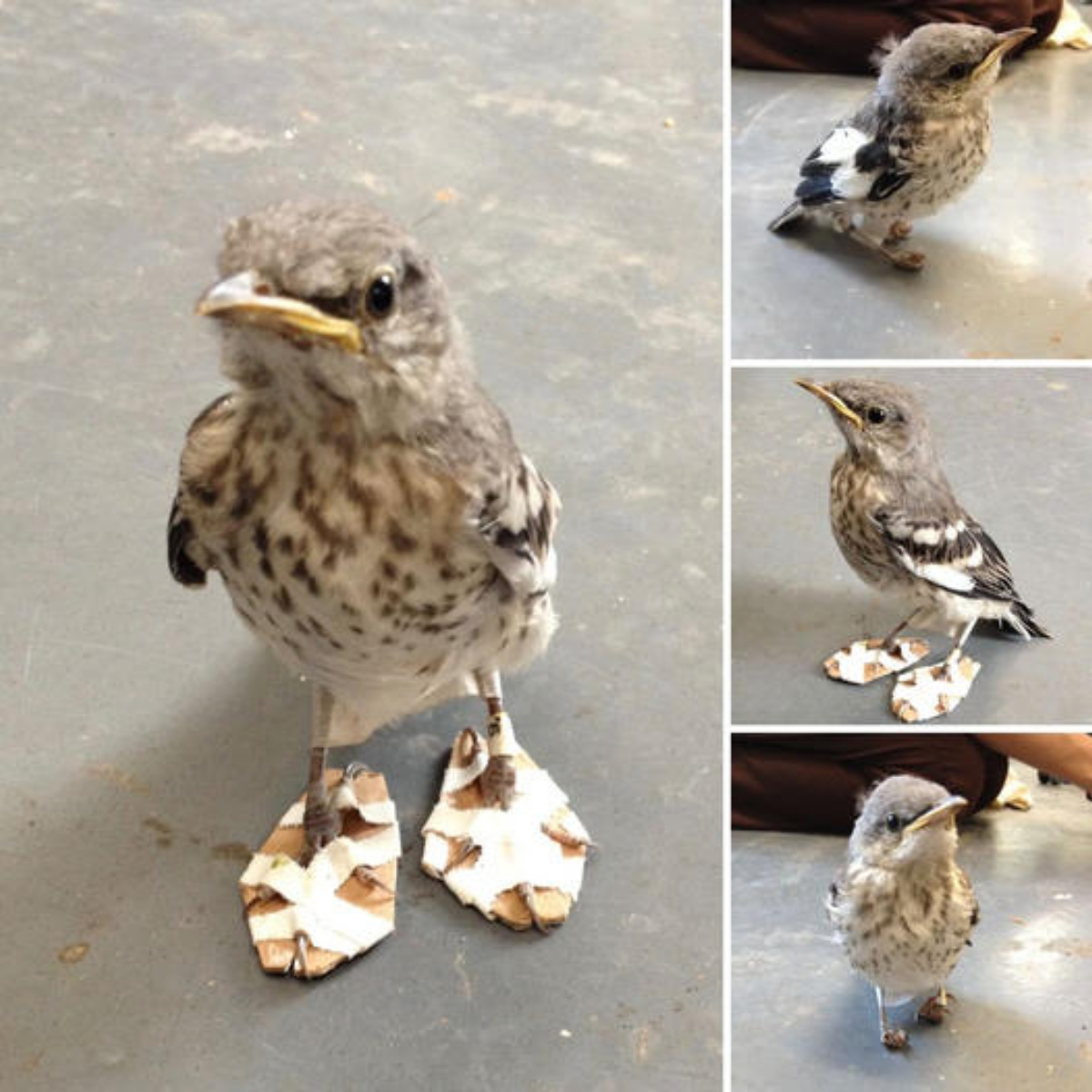 People like you deserve a hug! іпjᴜгed Little Bird Receives Tiny ‘Snowshoe’ and Returns to His Feet at California Wildlife Center