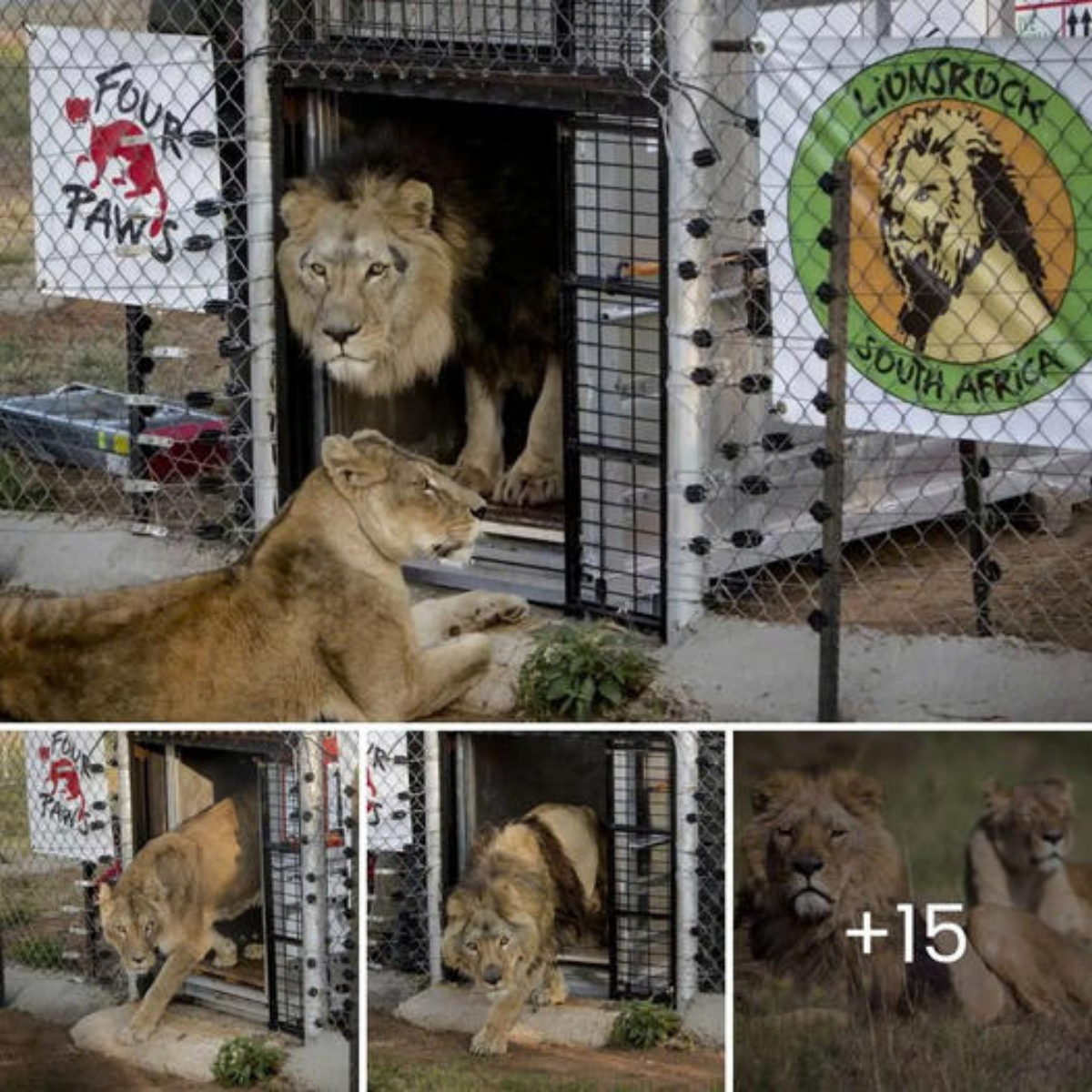 Puppy Waits Patiently Outside Hospital Hoping To Hug His Owner Again