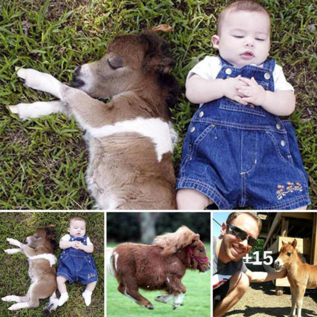 How Cute! the baby sleeps soundly next to the miniature horse