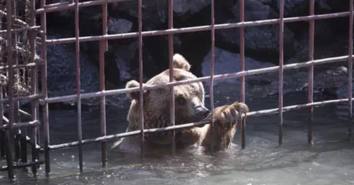 “We can live together forever” – After 8 Years in Confinement, Two Lions Are Finally Rescued; Their Unbreakable Bond Blossoms in Freedom