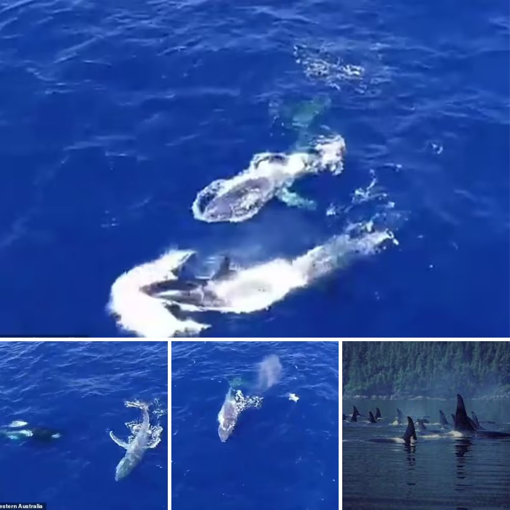 Extraordinary Encounter: Pod of Killer Whales Assists Stranded Humpback in a Rare Display of Cooperation