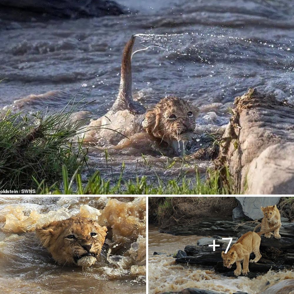 You can do it! Lion Cubs Defy Odds in Dangerous Kenyan River Crossing