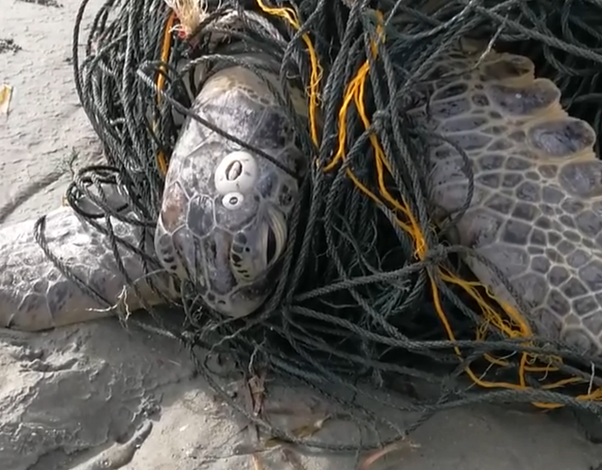 It’s Everything I Have Left. Abandoned Dog Clings Desperately to Her Favorite Toy, A Symbol of the Love She Once Knew