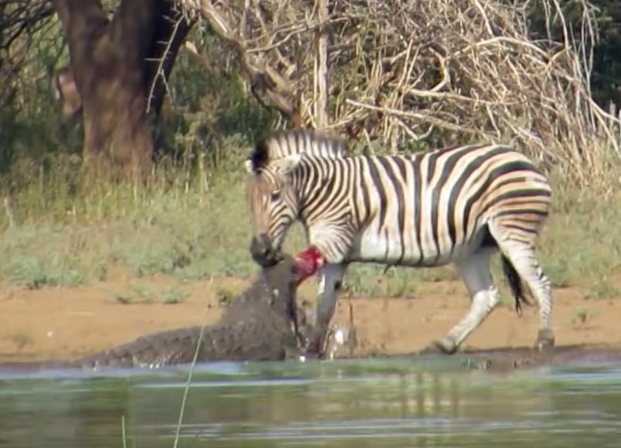 Please, Today is Not The Day. Zebra Fights Desperately as Two Crocs Cling to Its Leg, Struggling Valiantly Before Making a Daring Escape