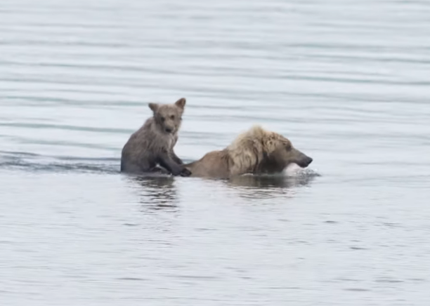 I Love You So Much, Mom! Brown Bear Mother Catches Fish for Her Cubs ...