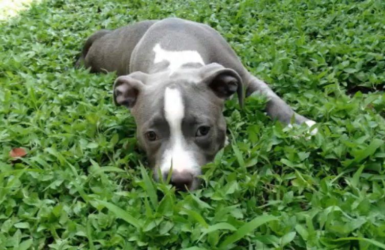 I’m Still Loved. Pitbull Puppy with Deformed Legs Rescued from Trash, Finds Hope and Love