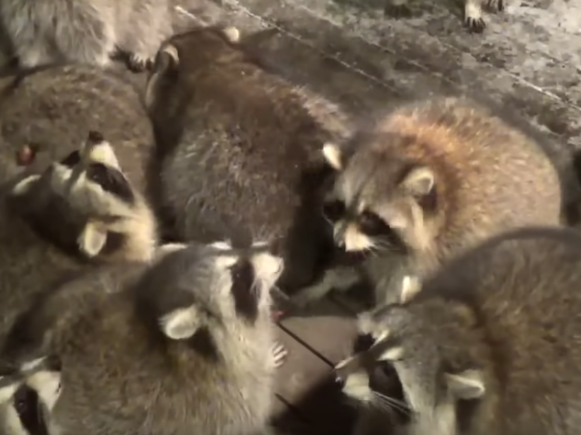 Man Feeds Raccoons to Honor His Late Wife’s Dying Wish, Going Viral and ...