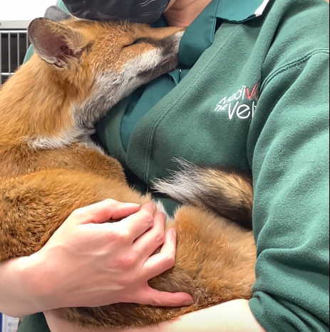 “Pls! I can’t breathe” – Helpless Fox Found with Head Stuck in Wheel, Rescuers Bring Hope and Freedom to the Trapped Animal