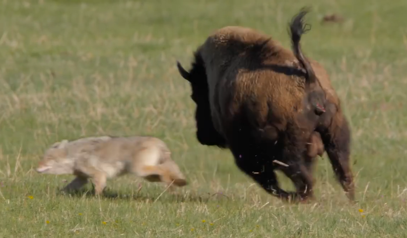 Sweet Shelter Dog Cares for Her Toys as if They Were Her Babies, Showing Heartwarming Maternal Love