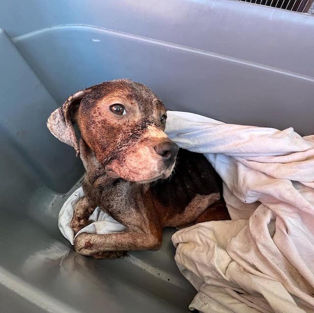 Rescate milagroso: un cachorro abandonado fue rescatado del aislamiento y encontrado cerca de una maleta roja en medio de la nada